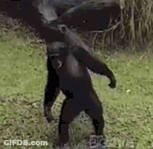 A Chimpanzee Is Dancing In The Grass In A Zoo . GIF