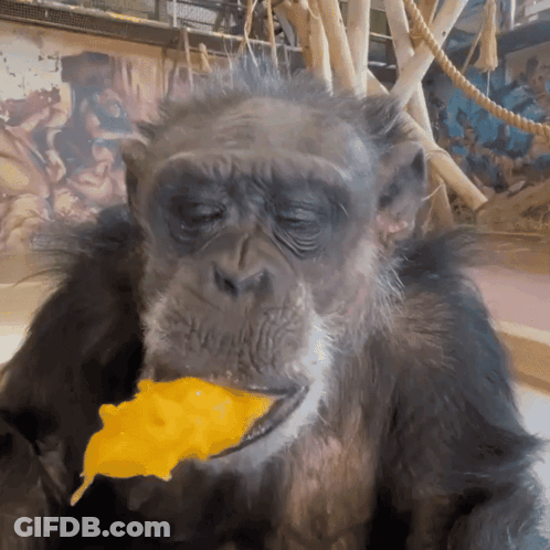 A Chimpanzee Is Eating A Piece Of Cheese GIF
