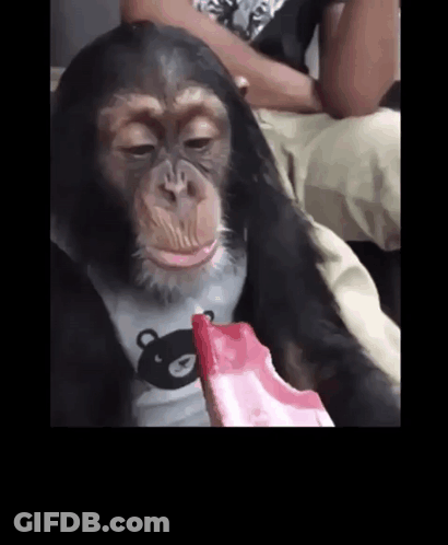 A Chimpanzee Is Eating An Ice Cream Bar While Wearing A Teddy Bear Shirt . GIF