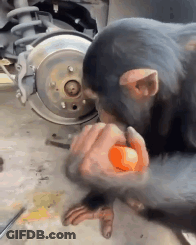 A Chimpanzee Is Eating An Orange In Front Of A Wheel GIF