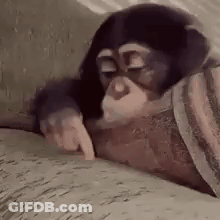 A Chimpanzee Is Laying On A Blanket On A Bed And Pointing At Something . GIF