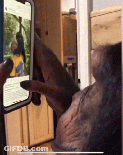 A Chimpanzee Is Looking At A Phone Screen With A Picture Of A Person On It GIF