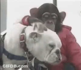 A Chimpanzee Is Petting A Bulldog On The Back Of Its Head . GIF