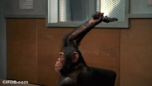 A Chimpanzee Is Sitting In A Chair Holding A Piece Of Paper Over Its Head GIF