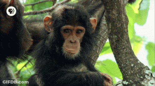 A Chimpanzee Is Sitting In A Tree With A Cbs Logo In The Background GIF