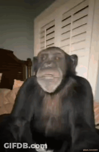 A Chimpanzee Is Sitting On A Bed In Front Of A Window And Shutters . GIF