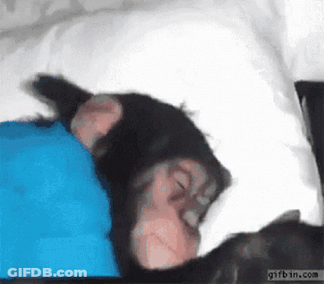 A Chimpanzee Is Sleeping In A Bed With A Blue Pillow GIF