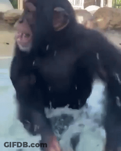 A Chimpanzee Is Standing In A Pool Of Water With Foam Coming Out Of Its Mouth . GIF