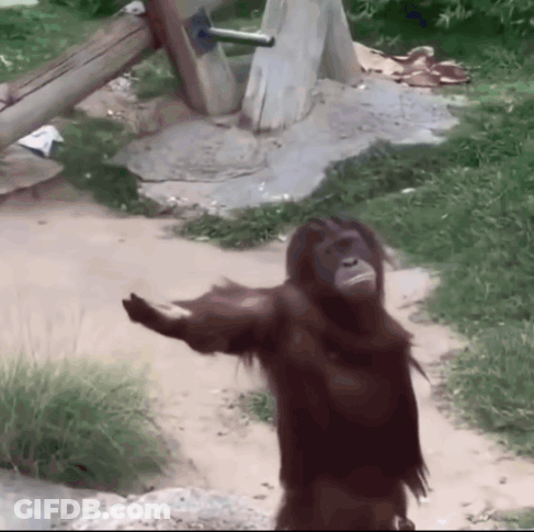 A Chimpanzee Is Standing On A Dirt Path With Its Arms Outstretched GIF