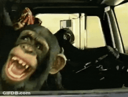 A Chimpanzee Is Sticking Its Head Out Of The Window Of A Car . GIF