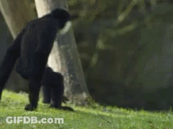 A Chimpanzee Is Walking Across A Grassy Field . GIF