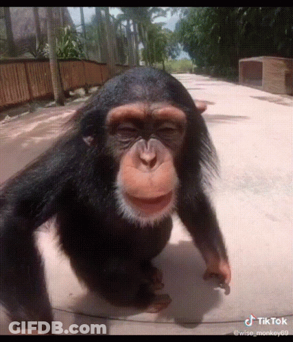 A Chimpanzee Is Walking Down A Sidewalk With Its Eyes Closed And Smiling . GIF