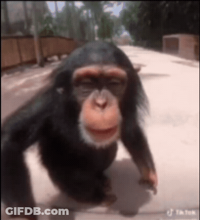 A Chimpanzee Is Walking On A Sidewalk With Its Eyes Closed . GIF