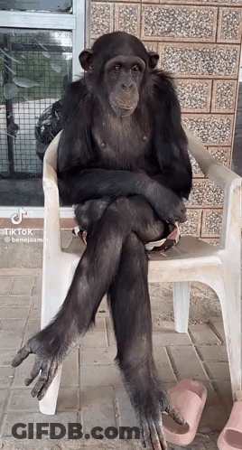 A Chimpanzee Sits In A Chair With His Legs Crossed GIF