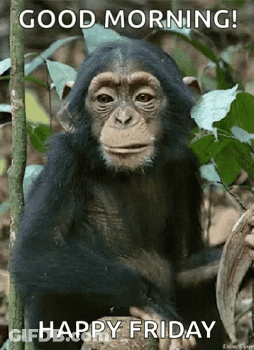 A Chimpanzee Sitting On A Tree Branch With The Words " Good Morning Happy Friday " GIF