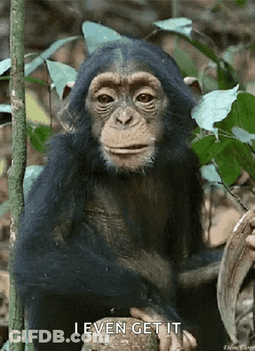 A Chimpanzee Sitting On A Tree Branch With The Words I Even Get It Written Below It GIF