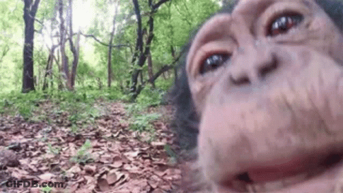 A Chimpanzee Taking A Selfie In The Woods . GIF