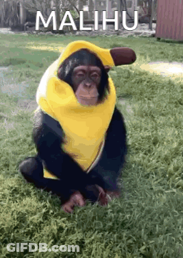A Chimpanzee Wearing A Yellow Banana Costume Is Sitting On The Grass . GIF