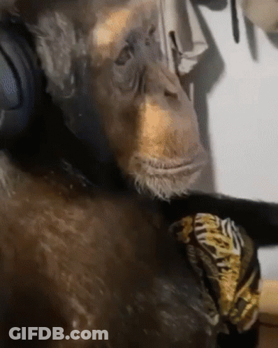 A Chimpanzee Wearing Headphones Is Laying Down On A Table GIF