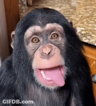A Chimpanzee With A Pink Tongue Sticking Out Looks At The Camera GIF