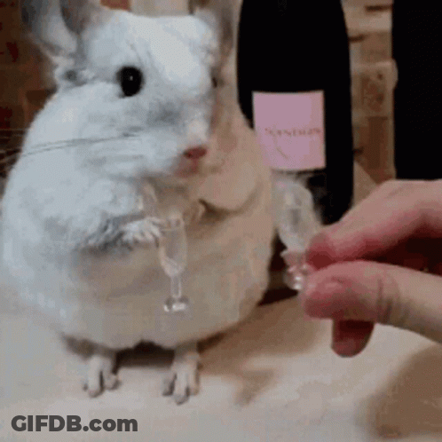 A Chinchilla Is Holding A Glass Of Champagne In Its Paws While A Person Pours It Into It . GIF