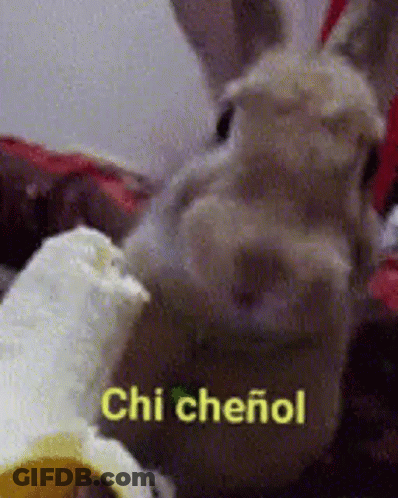 A Chinchilla Rabbit Is Eating A Banana With The Words Chi Cheirol Written On It . GIF