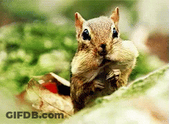 A Chipmunk Is Sitting On A Leaf With Its Mouth Open . GIF