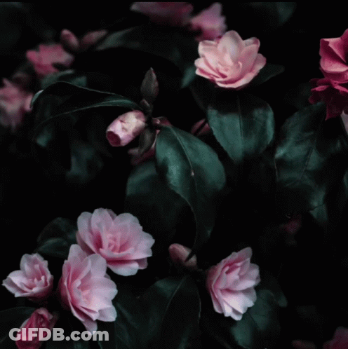 A Circle With Pink Flowers And Green Leaves GIF