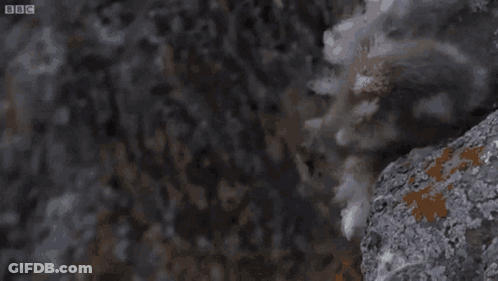 A Cliff With A Bbc Logo On The Bottom GIF