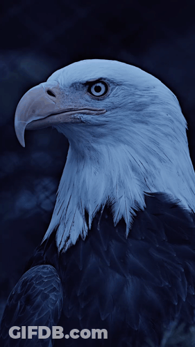 A Close Up Of A Bald Eagle 'S Face With A Blue Background GIF