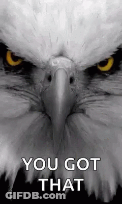 A Close Up Of A Bald Eagle 'S Face With A Caption That Says `` You Got That '' . GIF