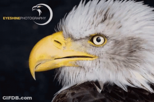 A Close Up Of A Bald Eagle 'S Face With The Words Eyeshinephotography Below It GIF