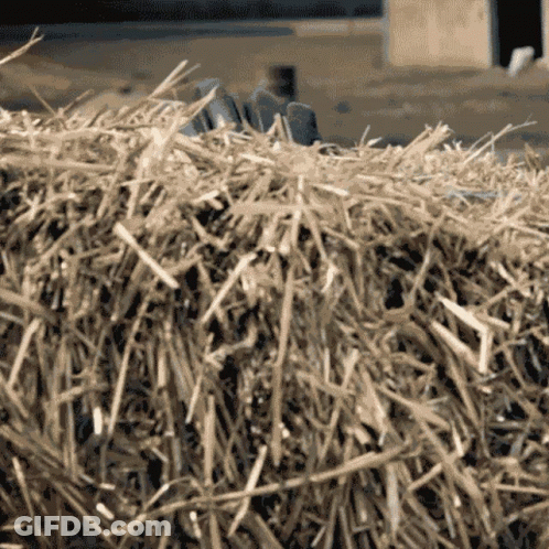 A Close Up Of A Bale Of Hay With A Person 'S Hand On Top GIF