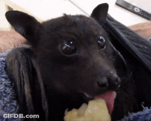 A Close Up Of A Bat Eating A Piece Of Fruit GIF