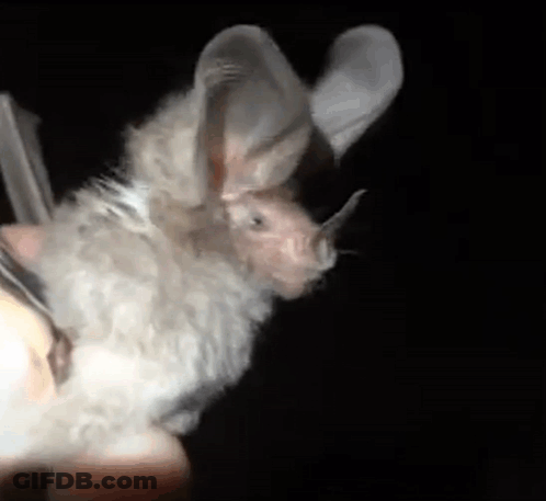 A Close Up Of A Bat Flying In The Dark With A Black Background . GIF