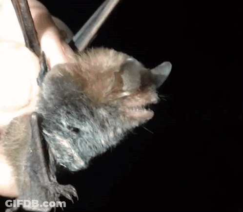A Close Up Of A Bat Hanging Upside Down From A Person 'S Hand GIF