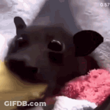 A Close Up Of A Bat Laying On Top Of A Pink Pillow On A Bed . GIF