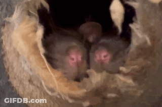 A Close Up Of A Bat 'S Eyes Looking Out Of A Hole . GIF