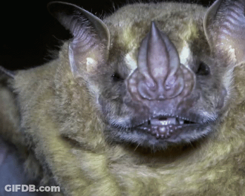 A Close Up Of A Bat 'S Face With A Very Long Nose GIF