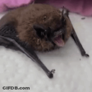 A Close Up Of A Bat With Its Mouth Open On A White Surface . GIF