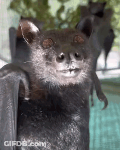 A Close Up Of A Bat With Its Wings Spread GIF