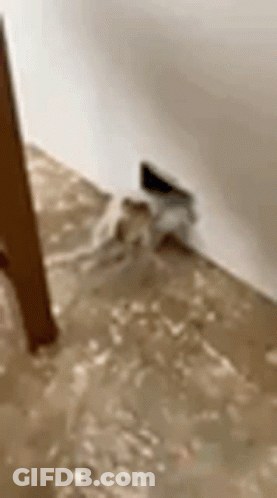 A Close Up Of A Bathtub Filled With Water And A Faucet . GIF