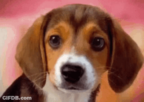 A Close Up Of A Beagle Puppy Looking At The Camera . GIF