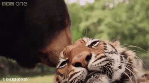 A Close Up Of A Bear Kissing A Tiger 'S Nose GIF