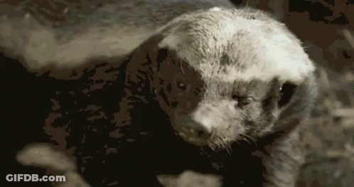 A Close Up Of A Bear 'S Face With A Black Background GIF