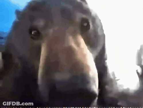 A Close Up Of A Bear 'S Face With A Blue Sky In The Background GIF