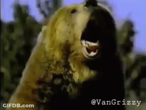 A Close Up Of A Bear With The Word Van Grizzly On The Bottom Left GIF