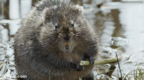 A Close Up Of A Beaver Eating A Stick With The Words Headlikeanorange In The Corner GIF