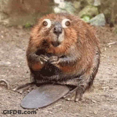 A Close Up Of A Beaver With Big Eyes And A Long Tongue . GIF