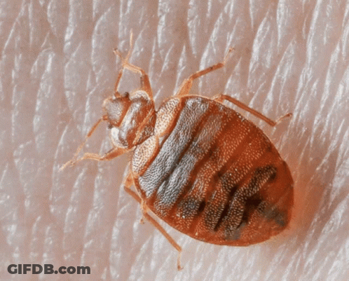 A Close Up Of A Bed Bug On A Persons Skin GIF